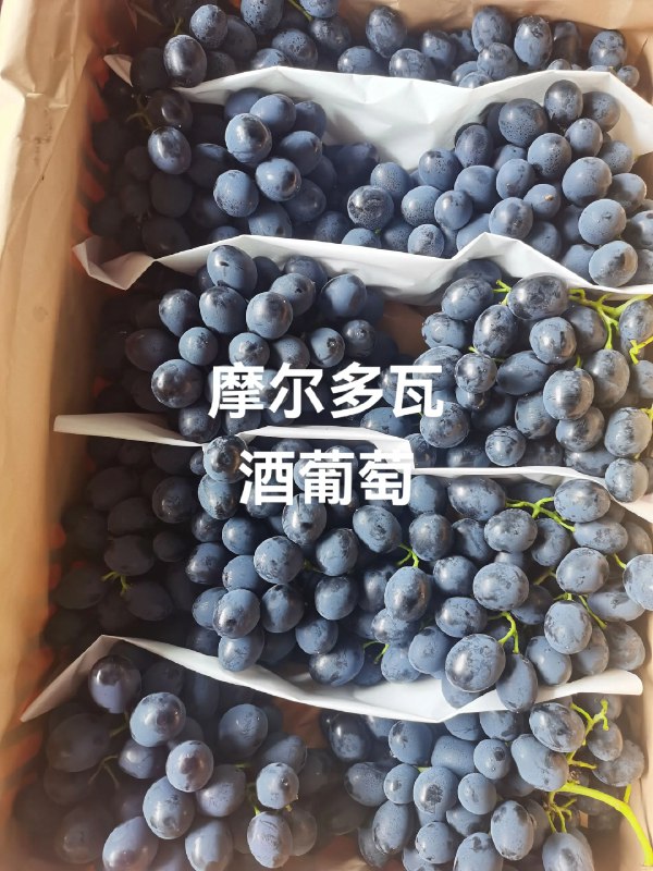 《各种酿酒教程》从传统工艺到现代创新，本教程涵盖红葡萄酒、清酒、精酿啤酒等多种酒类酿造方法，步骤详细易懂