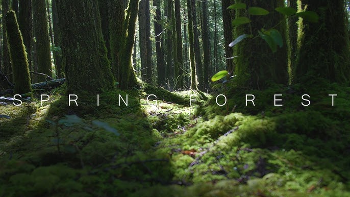 《CinematicNatureLUTsforYourNextFilm》这套LUTs滤镜专为电影级自然风光打造，能一键赋予画面电影质感，轻松调出深邃森林、梦幻海岸等多样自然色调