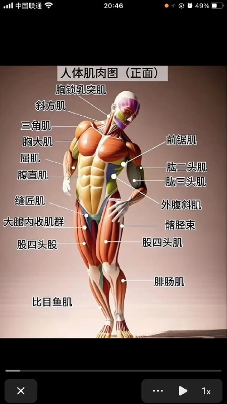 《身体使用》从日常姿态到运动技巧，本书以科学视角解析人体使用法则，帮助读者优化动作模式、预防损伤