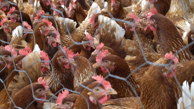 《家禽养殖技术》本书系统讲解现代化家禽养殖关键技术，涵盖品种选择、科学饲喂、疫病防控及场舍管理等全流程，配以实操案例与数据对比，帮助从业者降本增效，实现标准化、生态化养殖