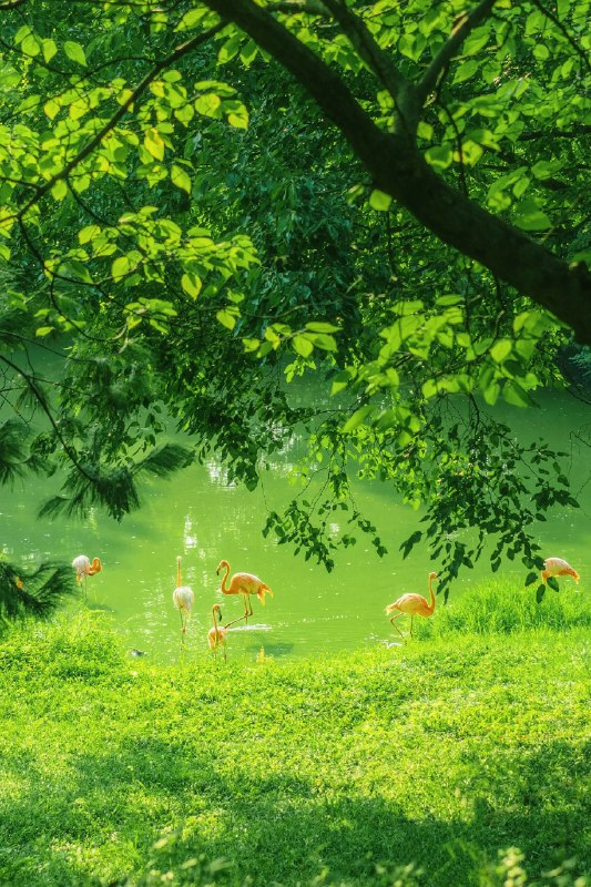 《大自然音乐系列合集》精选自然天籁与纯净器乐完美融合，鸟鸣溪流、雨打蕉叶、林间风声化为疗愈旋律，有效缓解焦虑改善睡眠