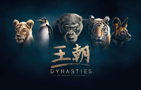 《王朝第二季DynastiesSeason2(2022)》镜头再次聚焦濒危动物家族，记录它们为生存与延续血脉的艰辛斗争