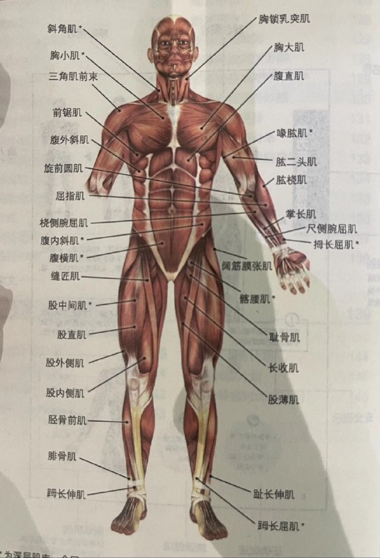 《瑜伽解剖学第二课》本课深入解析核心肌群在瑜伽体式中的协同作用，结合动态插图揭示呼吸与动作的力学关联，帮助练习者从人体结构层面理解正位与发力，实现安全有效的自我精进