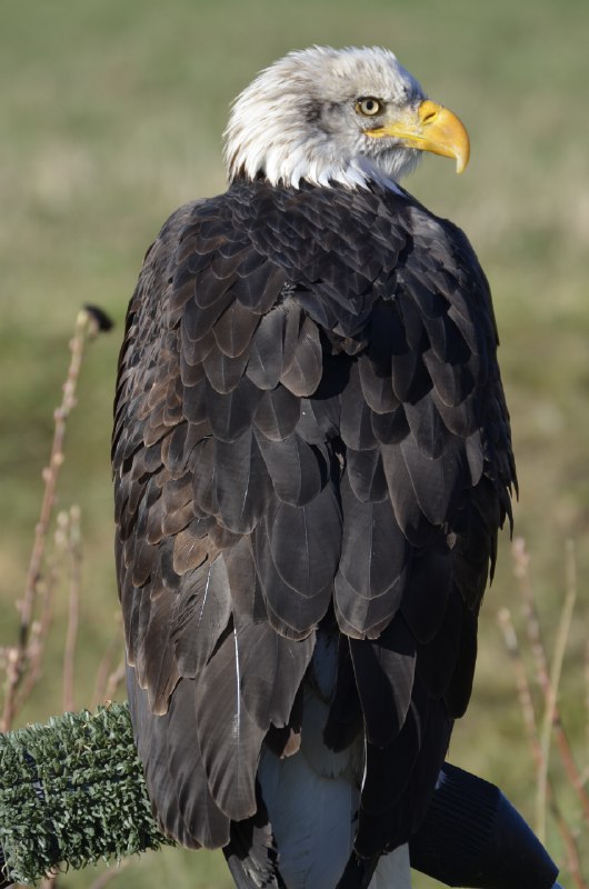 《中文字体116款（可商用）》精选116款可商用字体，涵盖楷体、宋体、黑体、圆体及创意字形，满足设计、印刷、新媒体等多场景需求