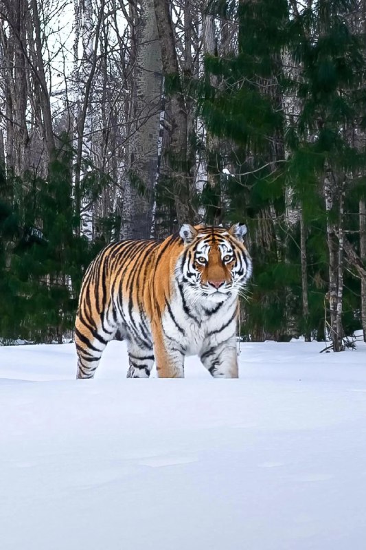 《看得见的东北》从冰封的松花江到热闹的二人转舞台，从热气腾腾的锅包肉到林海雪原的壮阔，这部作品用鲜活的镜头语言，捕捉了东北大地的温度与脉搏