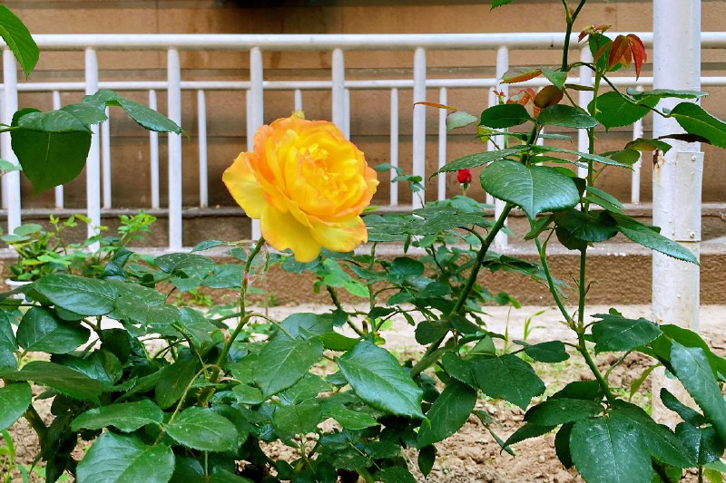 《高效敏捷测试》本书深入剖析敏捷测试的核心实践与思维转变，不仅提供可落地的流程、方法与工具，更强调测试人员如何在敏捷团队中发挥主动价值，助力实现高质量持续交付