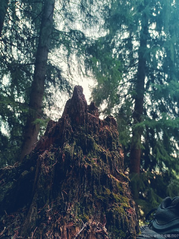 《手机摄影构图从新手到大师》本书系统讲解手机摄影构图技巧，从基础法则到进阶创意层层深入，搭配大量正反案例对比，帮助读者快速避开常见误区，掌握让照片脱颖而出的核心方法，真正实现从随手拍到专业创作的跨越