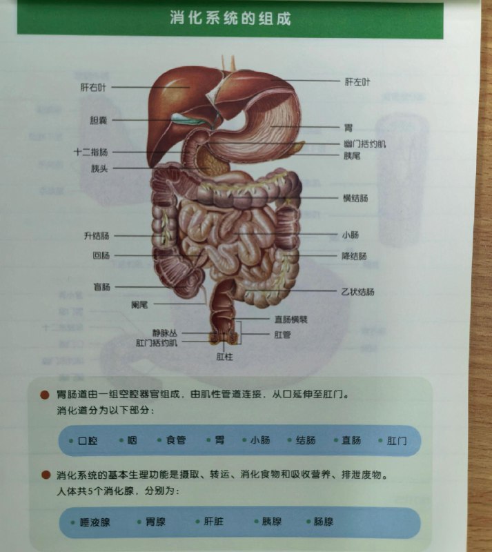 《高途课堂初中知识汇总》本书系统梳理初中核心知识点，配以典型例题与解题技巧，帮助学生构建完整知识体系