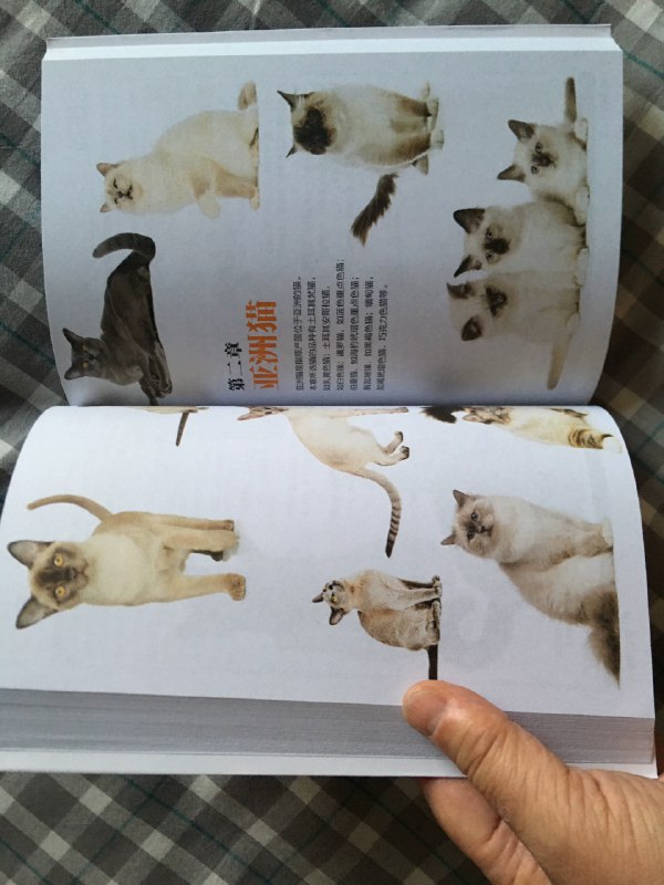 《养猫训猫教程》从幼猫到成猫的全面指南，涵盖行为解读、科学训练与健康护理