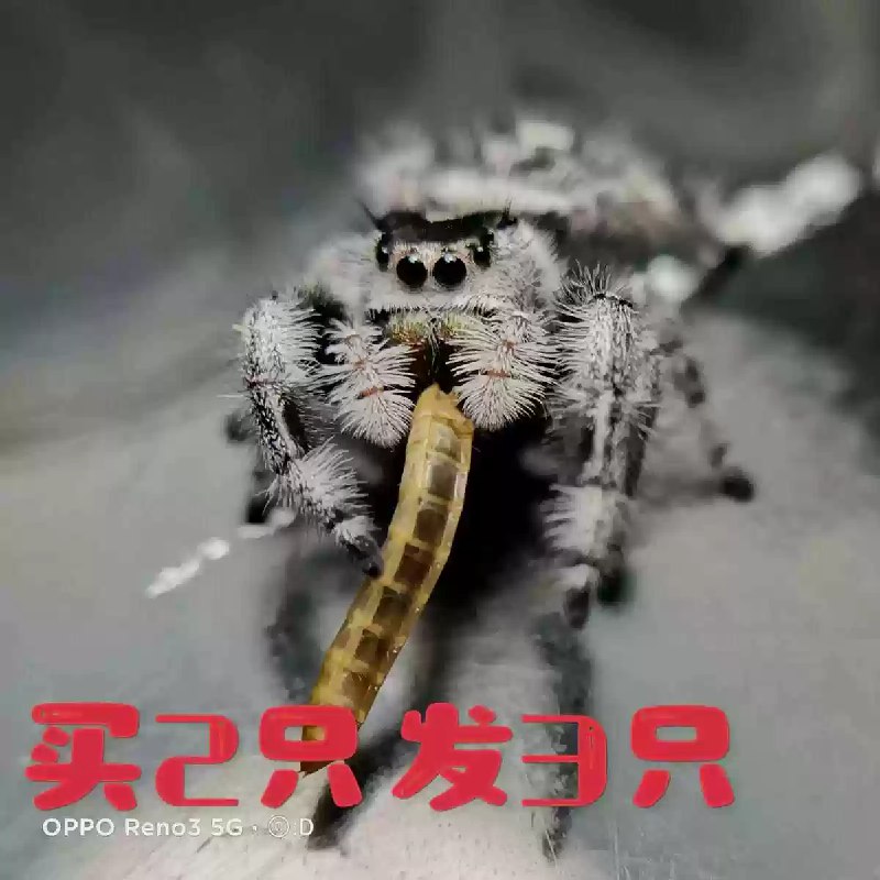 《幼儿英语启蒙动画小蜘蛛卢卡斯 Lucas the Spider》一只大眼睛、毛茸茸的小蜘蛛卢卡斯，用纯真童声讲述温馨日常