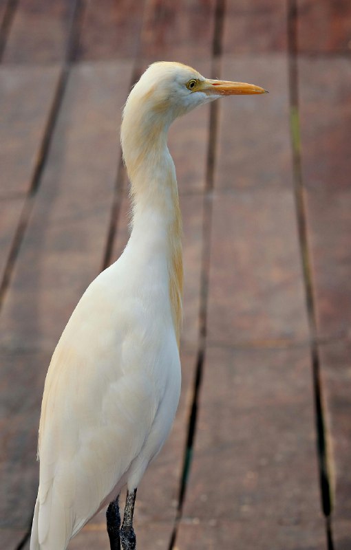 《白鹤?快速恋爱》当高冷白鹤精遇见社恐人类，一场跨越种族的爆笑同居就此展开